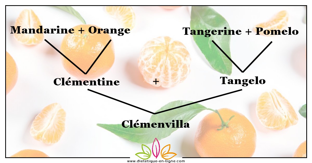 Clémentine Saison et Calories : mandarine et orange